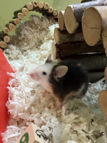 Enlarge Speedy Whiskers, a Adoptable Mouse in Bellingham, WA image 2/2