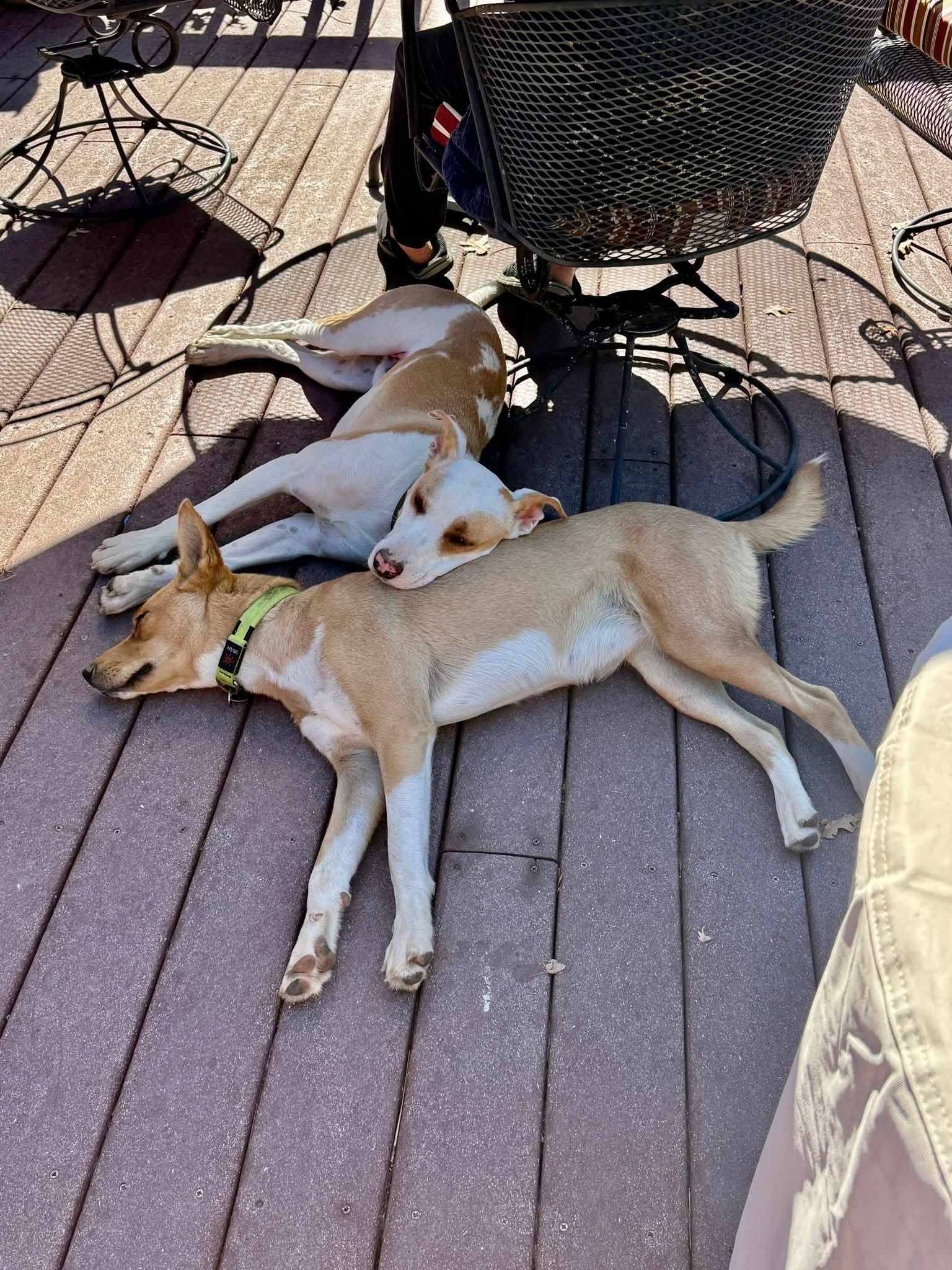 Charlene Darling thumbnail 5