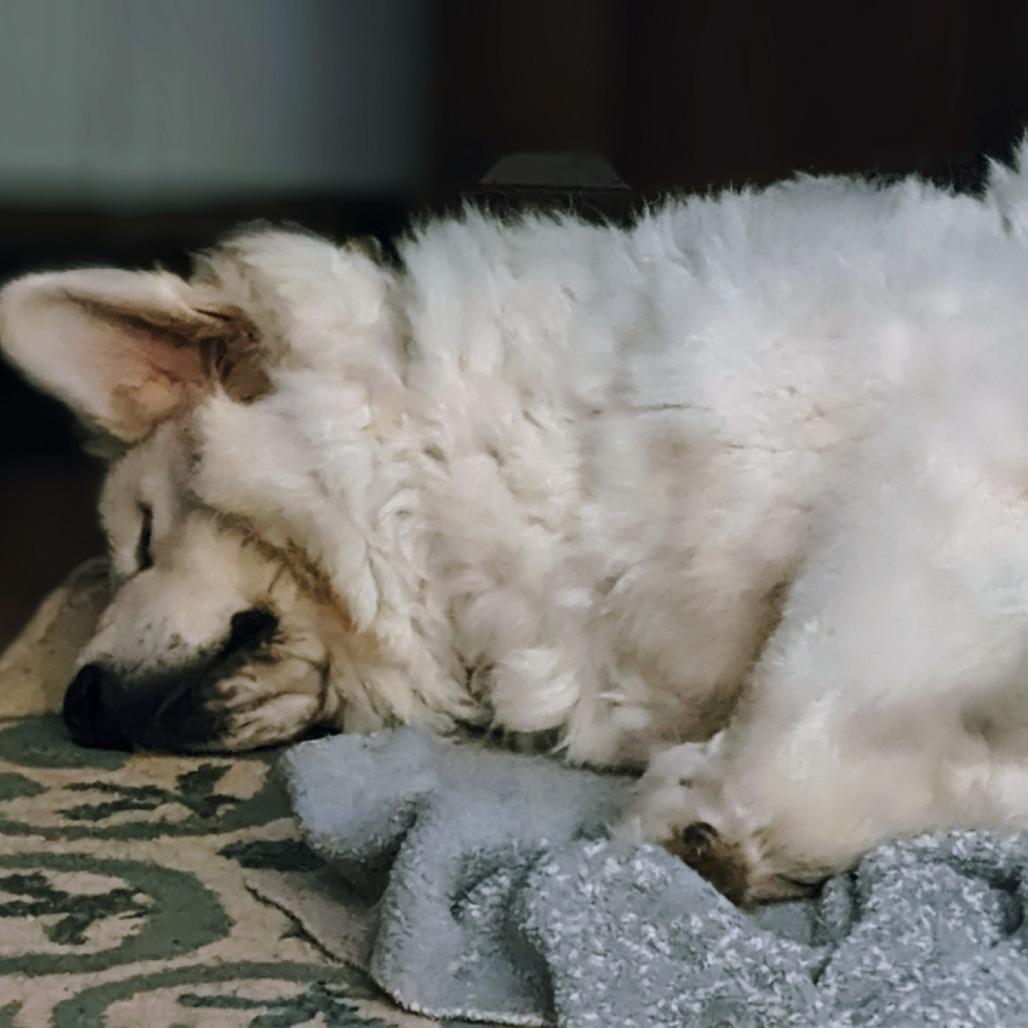 Luna, Adoptable, Adult Female Great Pyrenees.