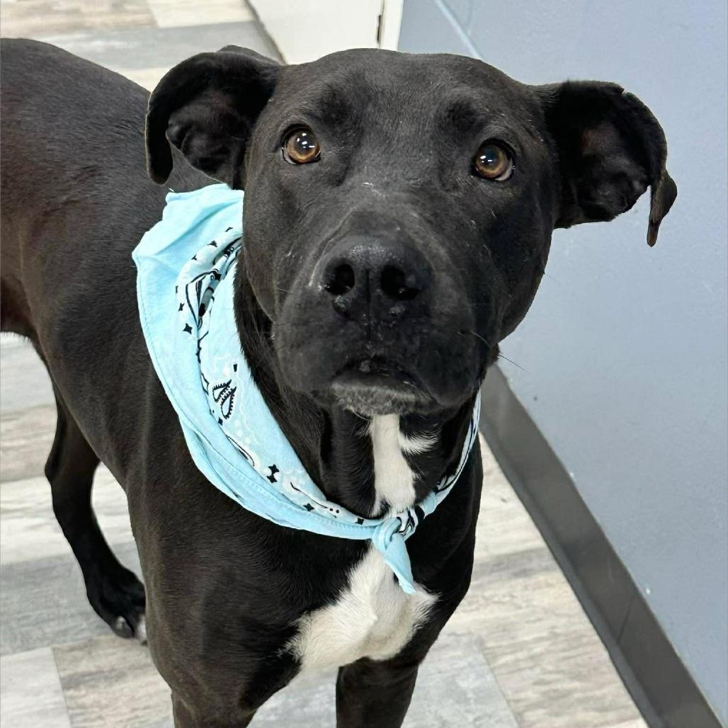 Luke, Adoptable, Adult Male Pit Bull Terrier.