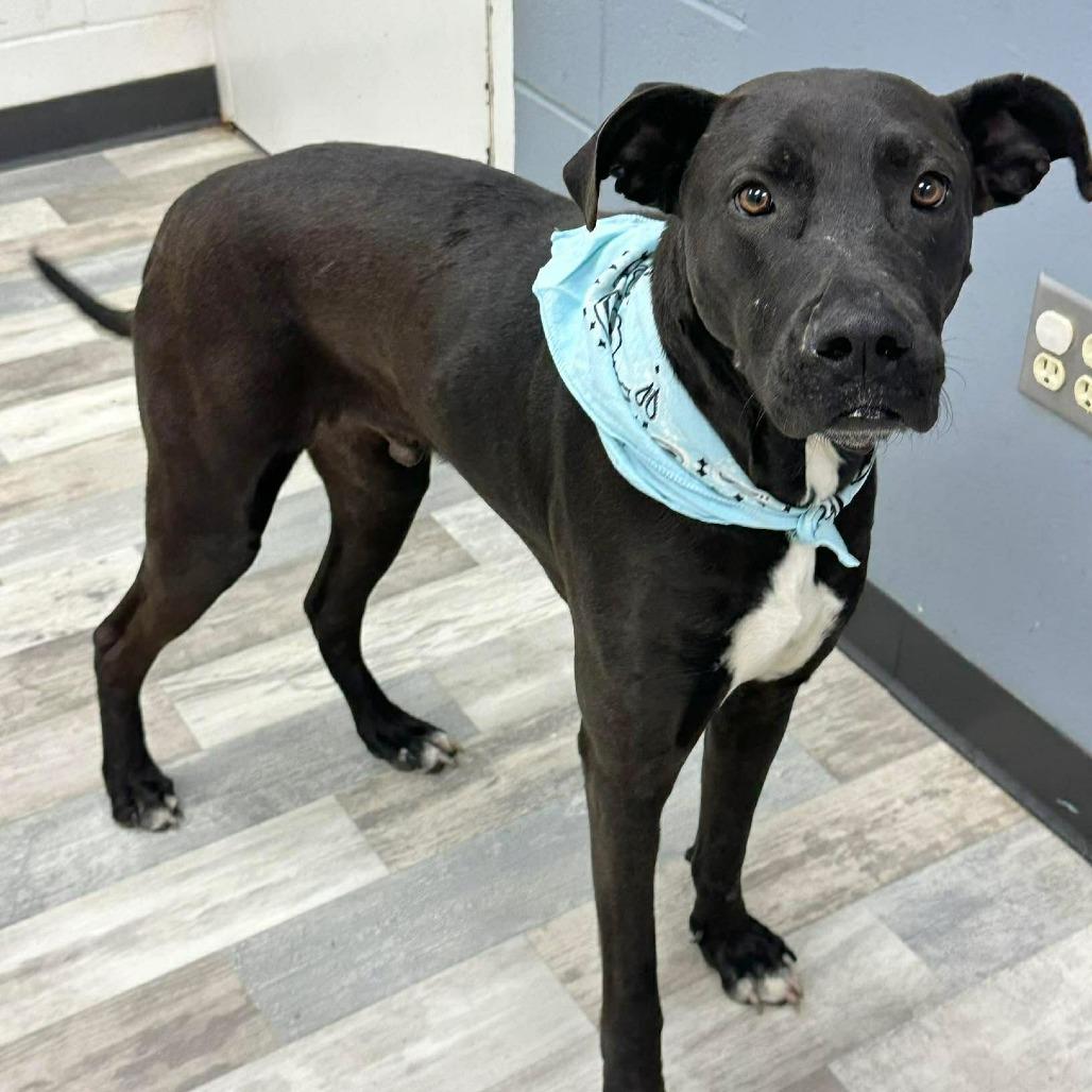 Luke, a Adoptable Pit Bull Terrier in Lufkin, TX image 2/5