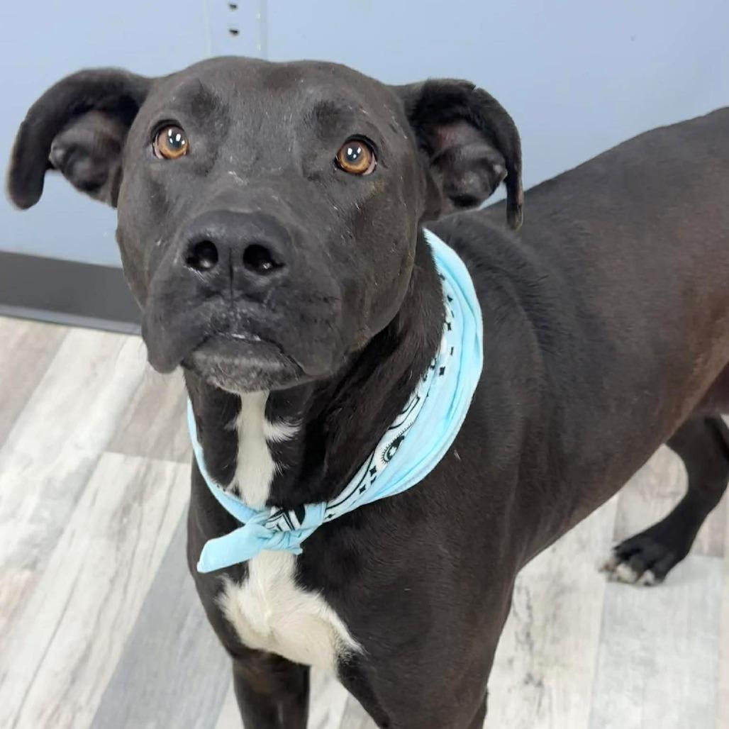 Luke, a Adoptable Pit Bull Terrier in Lufkin, TX image 3/5