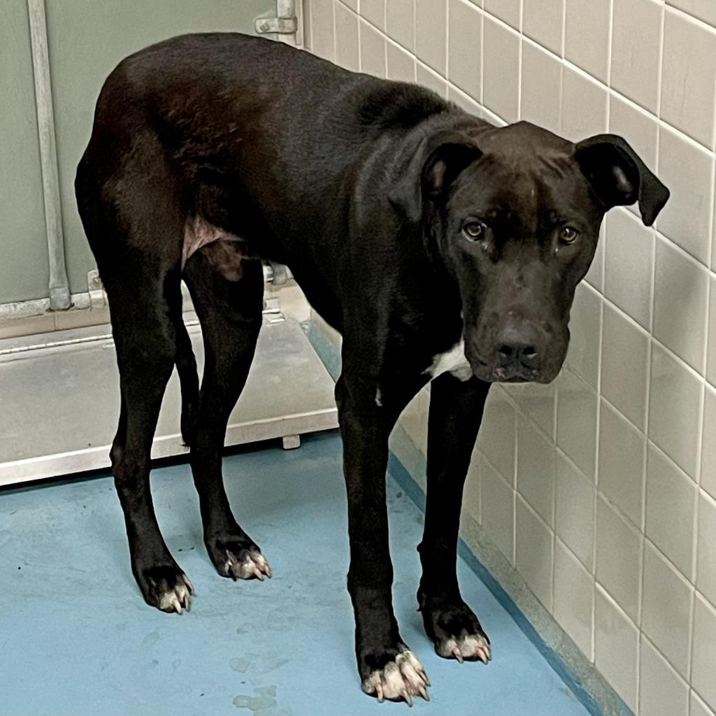 Luke, a Adoptable Pit Bull Terrier in Lufkin, TX image 5/5