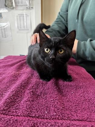 Skillz, ADOPTABLE, Kitten Male Domestic Short Hair.