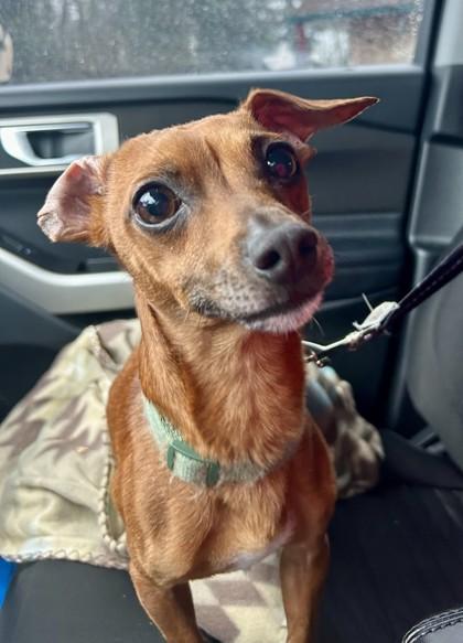 Maui, Adoptable, Adult Male Chihuahua & Dachshund.