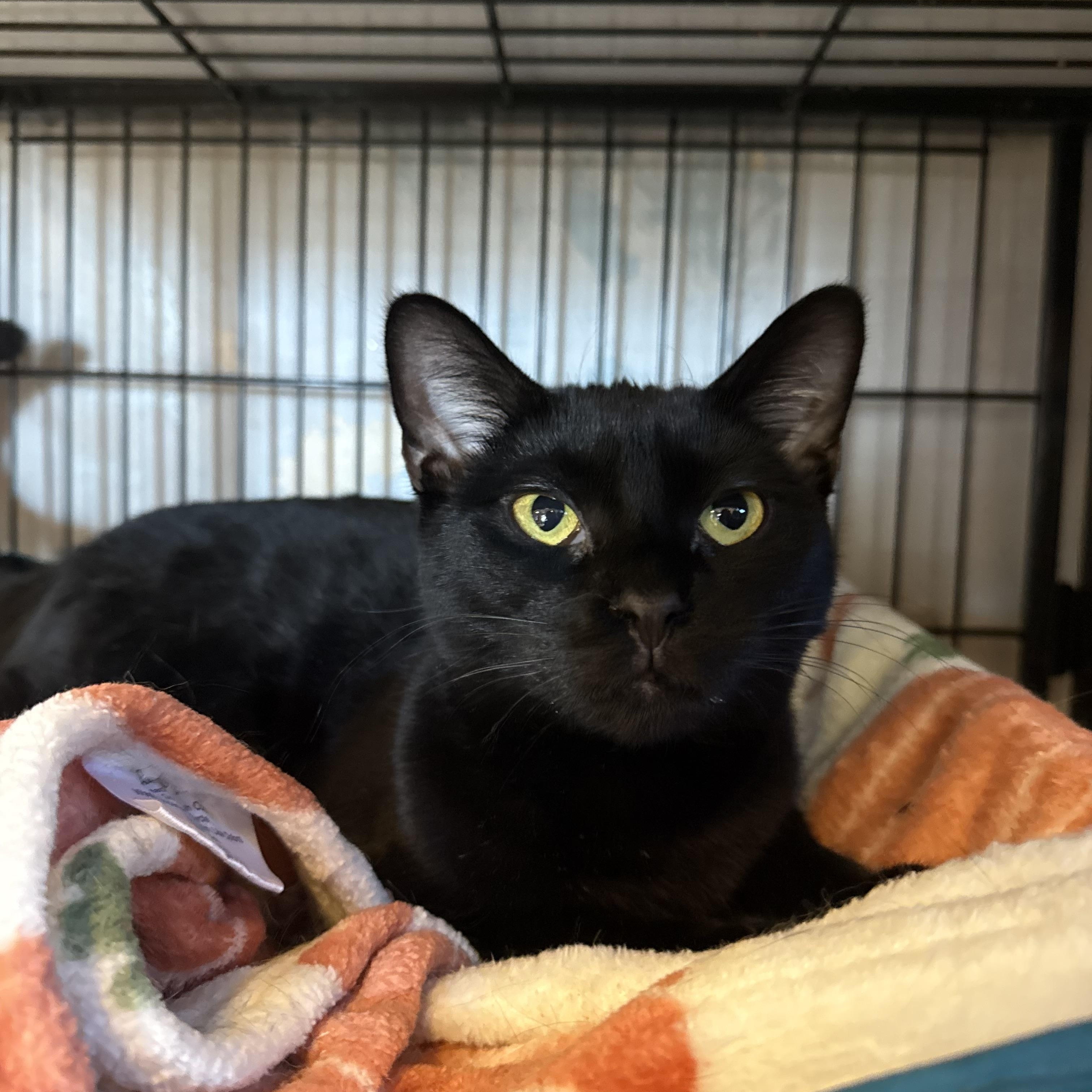 Willa, Adoptable, Young Female Domestic Short Hair.