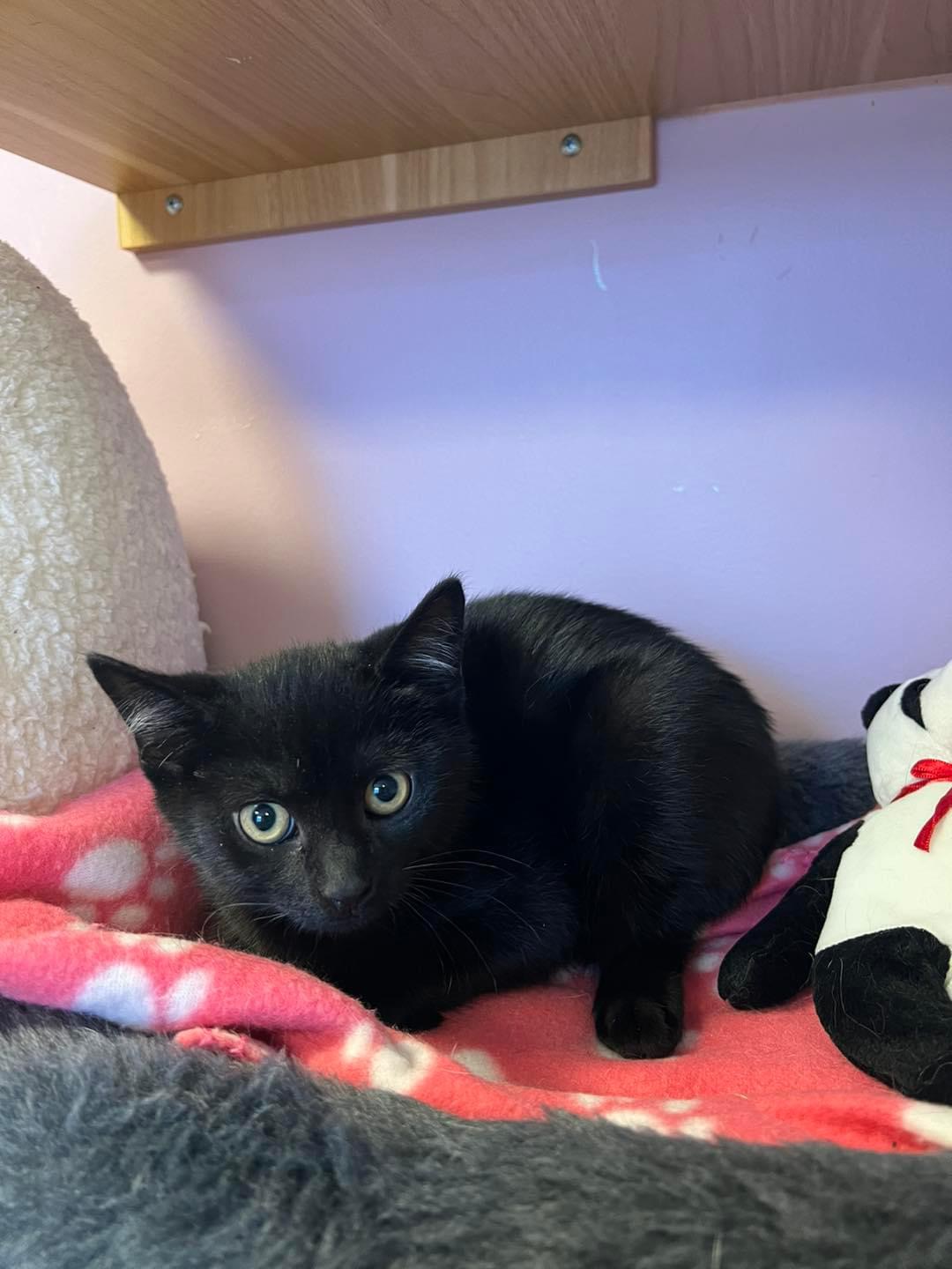 Willa, a Adoptable Domestic Short Hair in Freeport, NY image 2/2