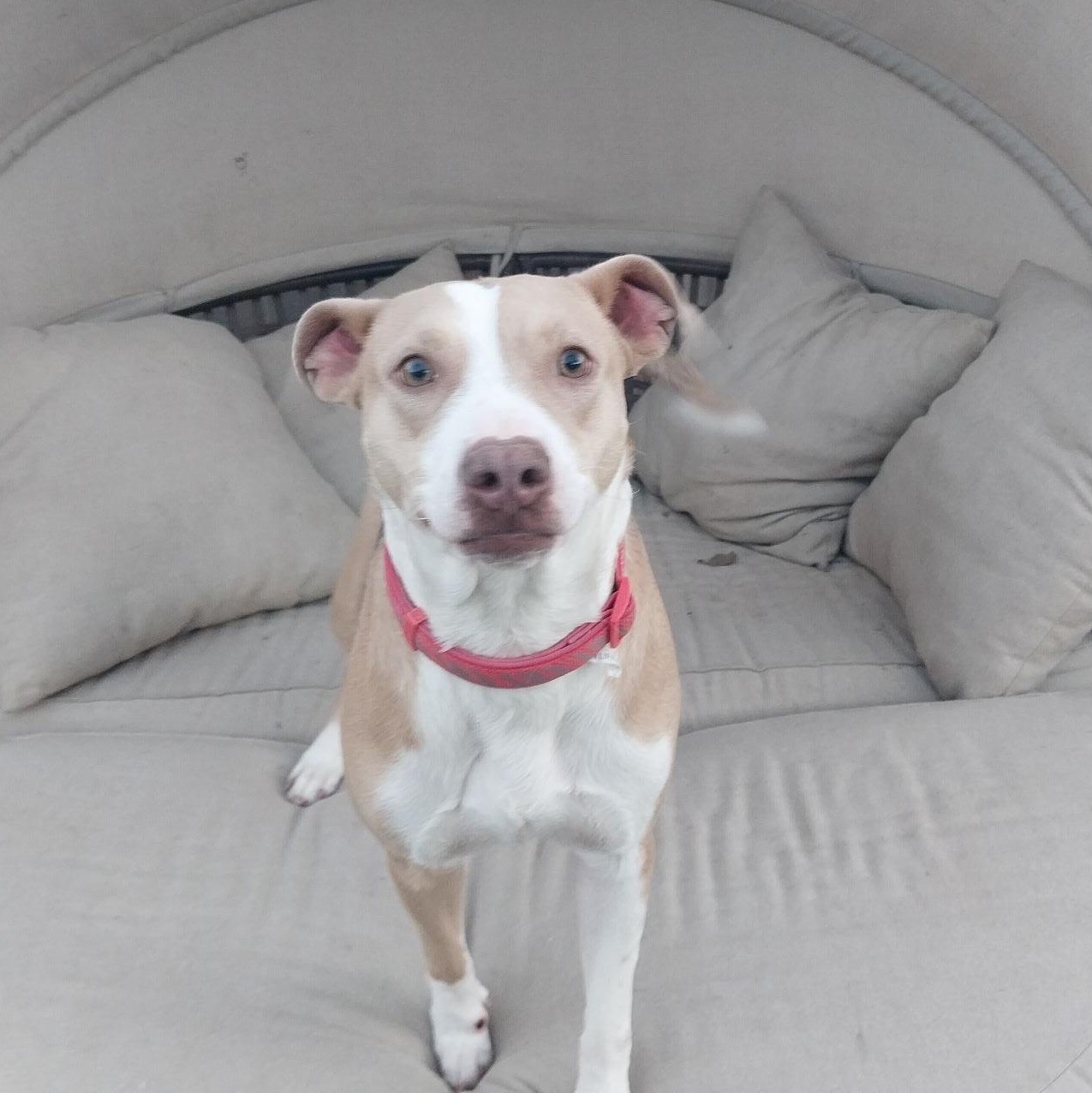 Delia, Young Female Pit Bull Terrier