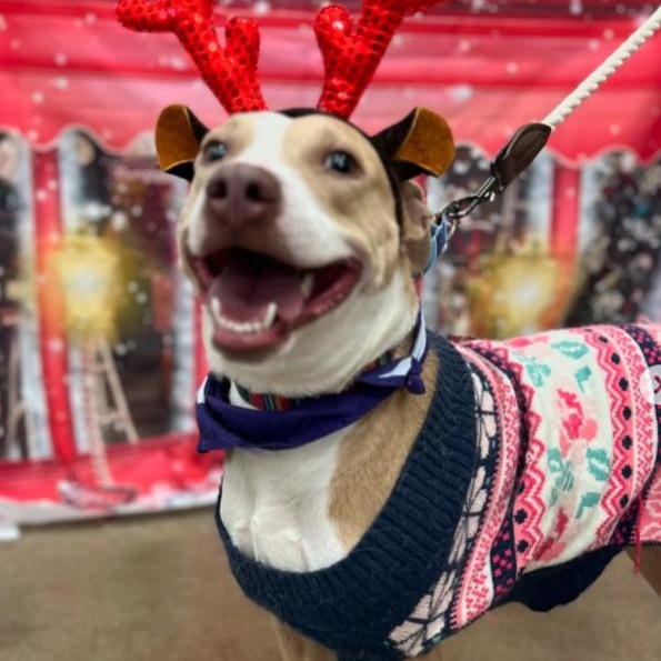 Enlarge Lady D, a Adoptable mixed breed in Austin, TX image 3/6