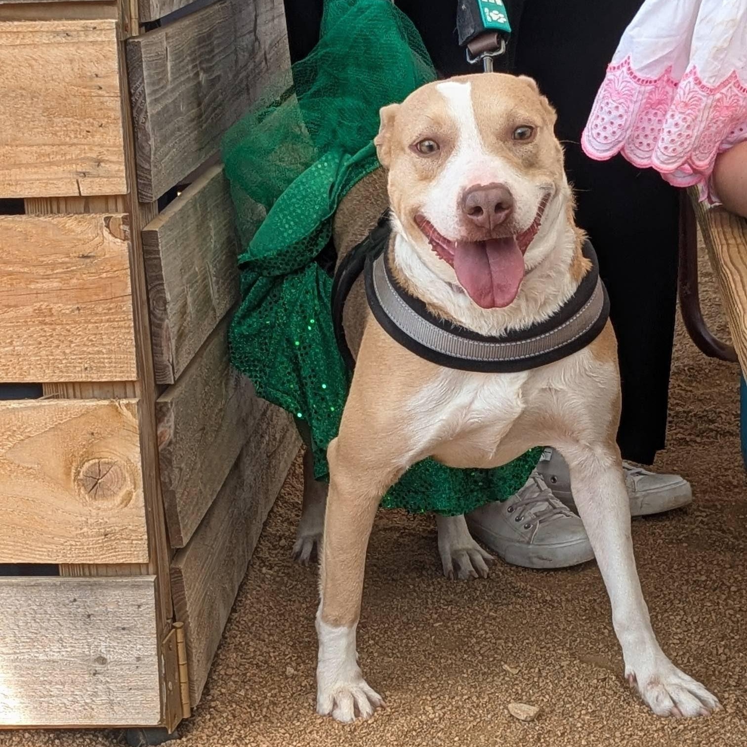 Enlarge Lady D, a Adoptable mixed breed in Austin, TX image 6/6