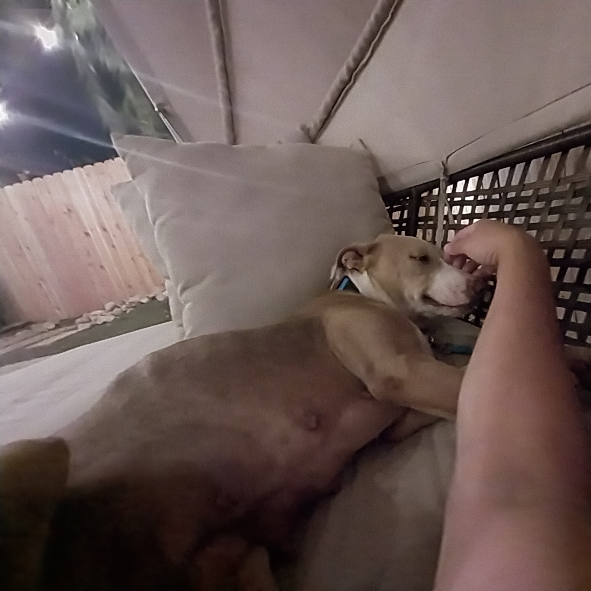 Enlarge Lady D, a Adoptable mixed breed in Austin, TX image 5/6