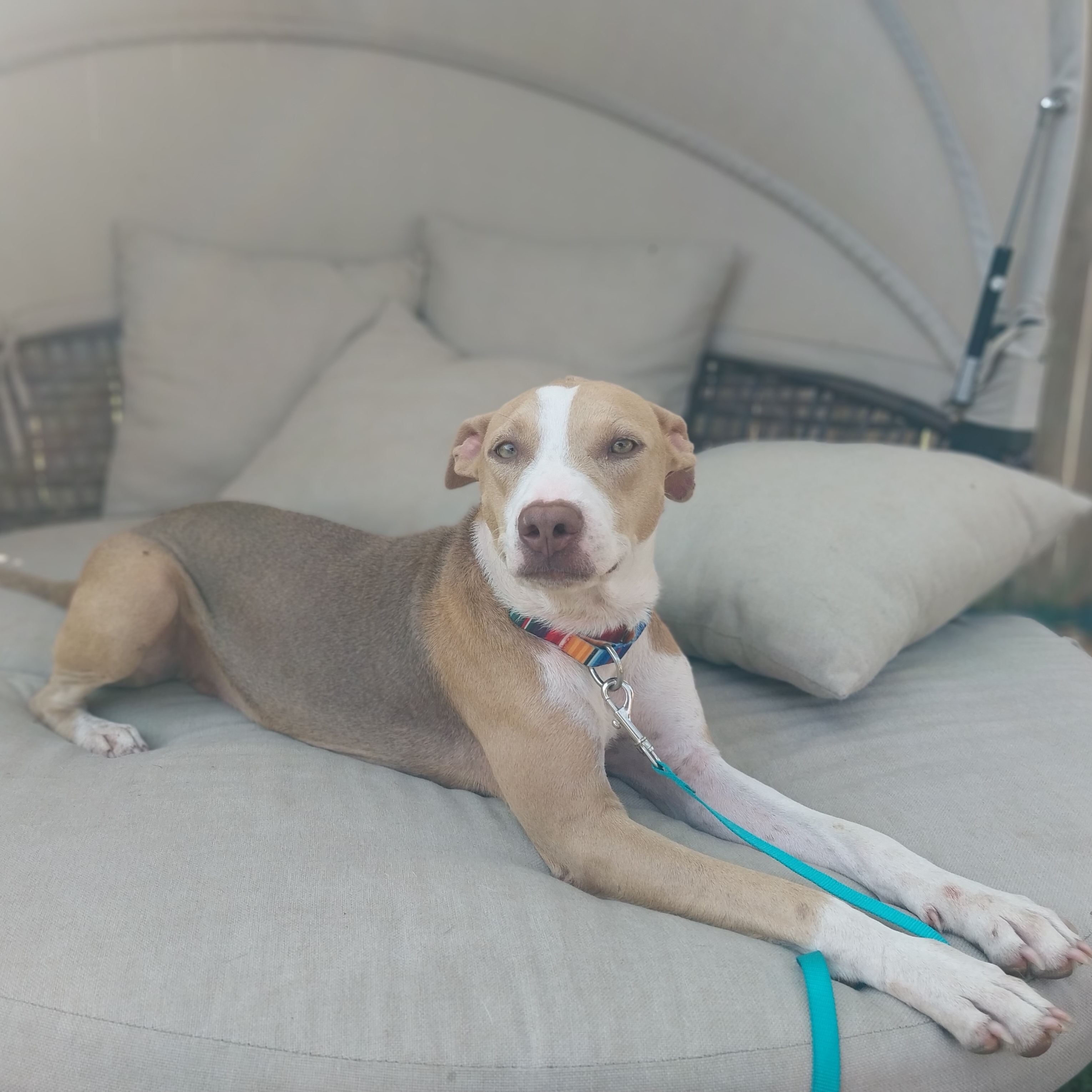 Enlarge Lady D, a Adoptable mixed breed in Austin, TX image 4/6