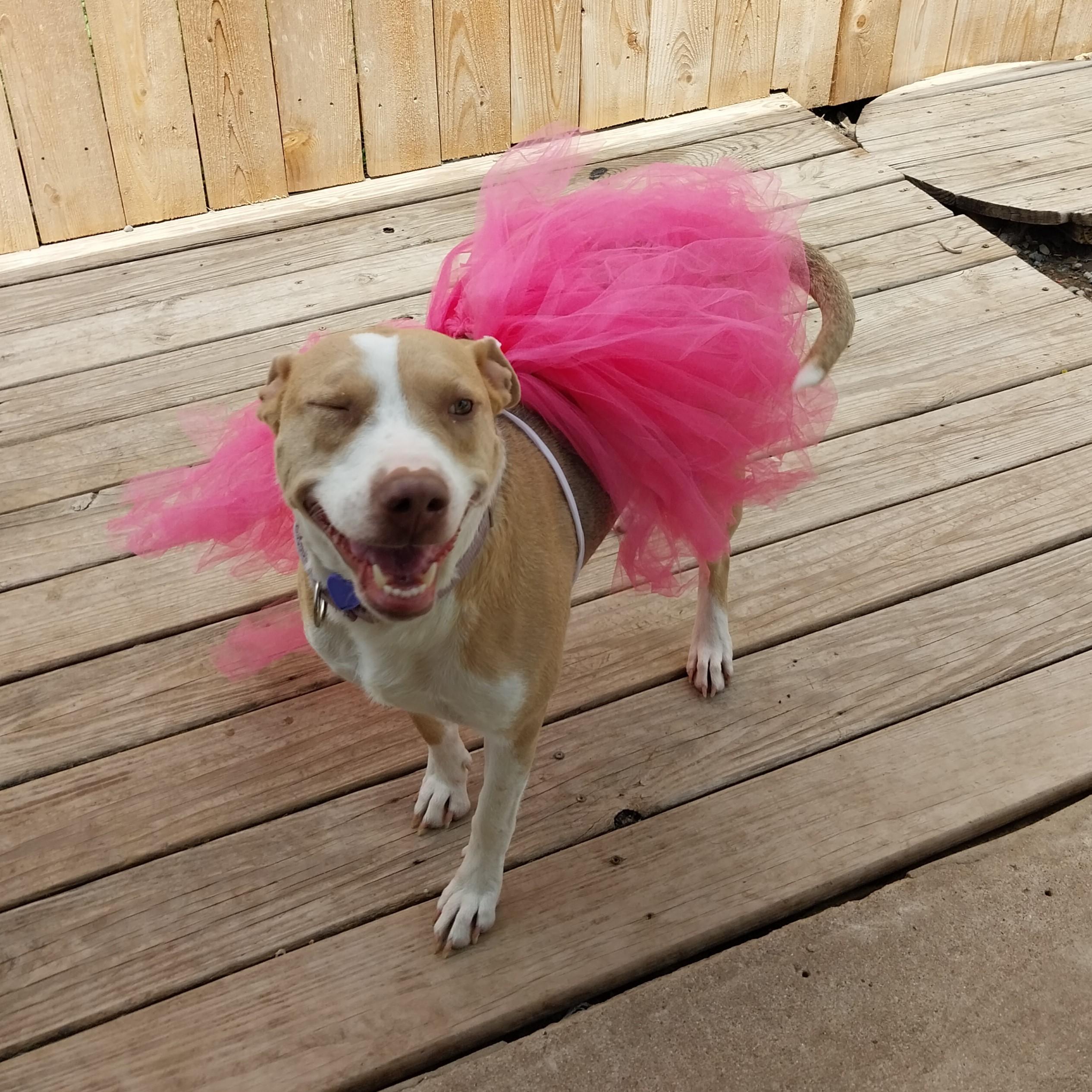 Enlarge Lady D, a Adoptable mixed breed in Austin, TX image 1/6