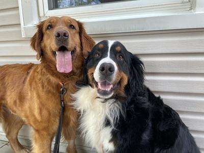 Lady and Lola, Adoptable, Adult Female Golden Retriever & Bernese Mountain Dog.