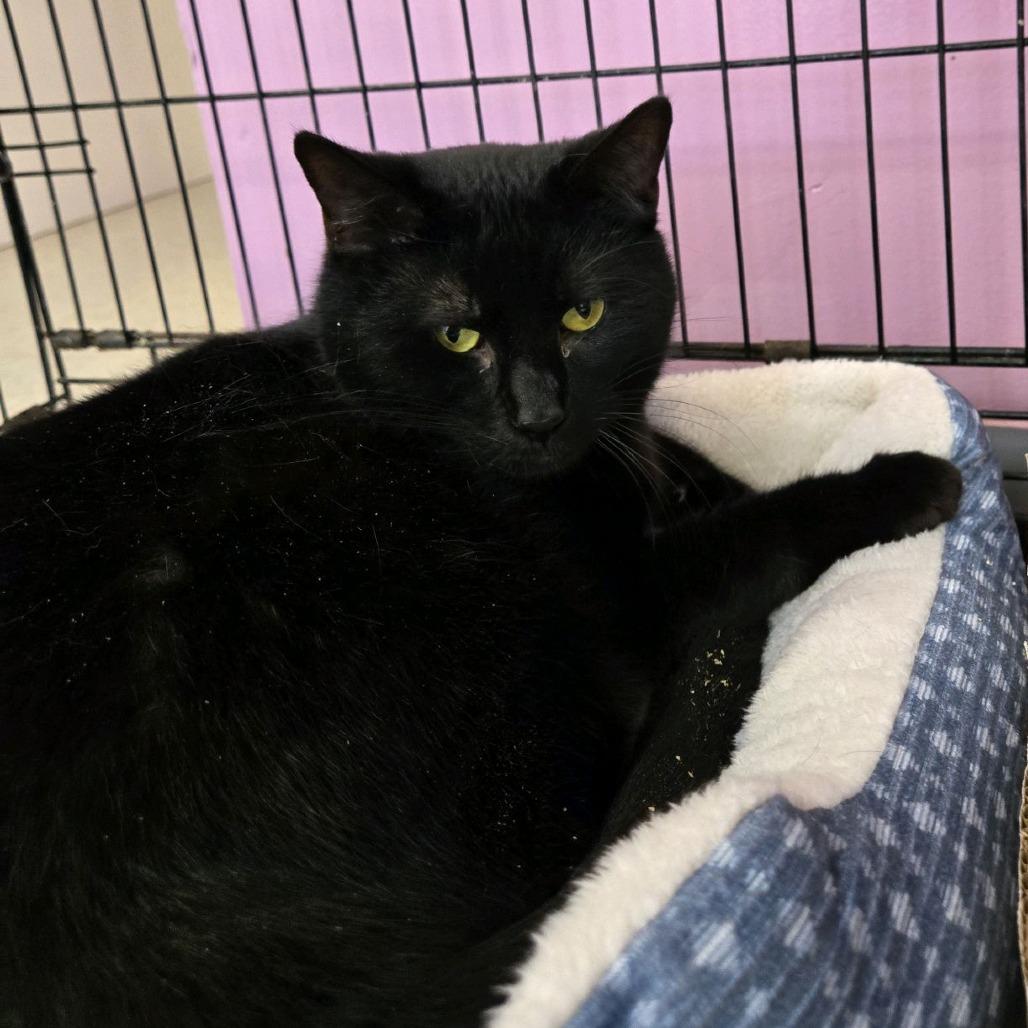 Mickey, Adoptable, Adult Male Domestic Short Hair.