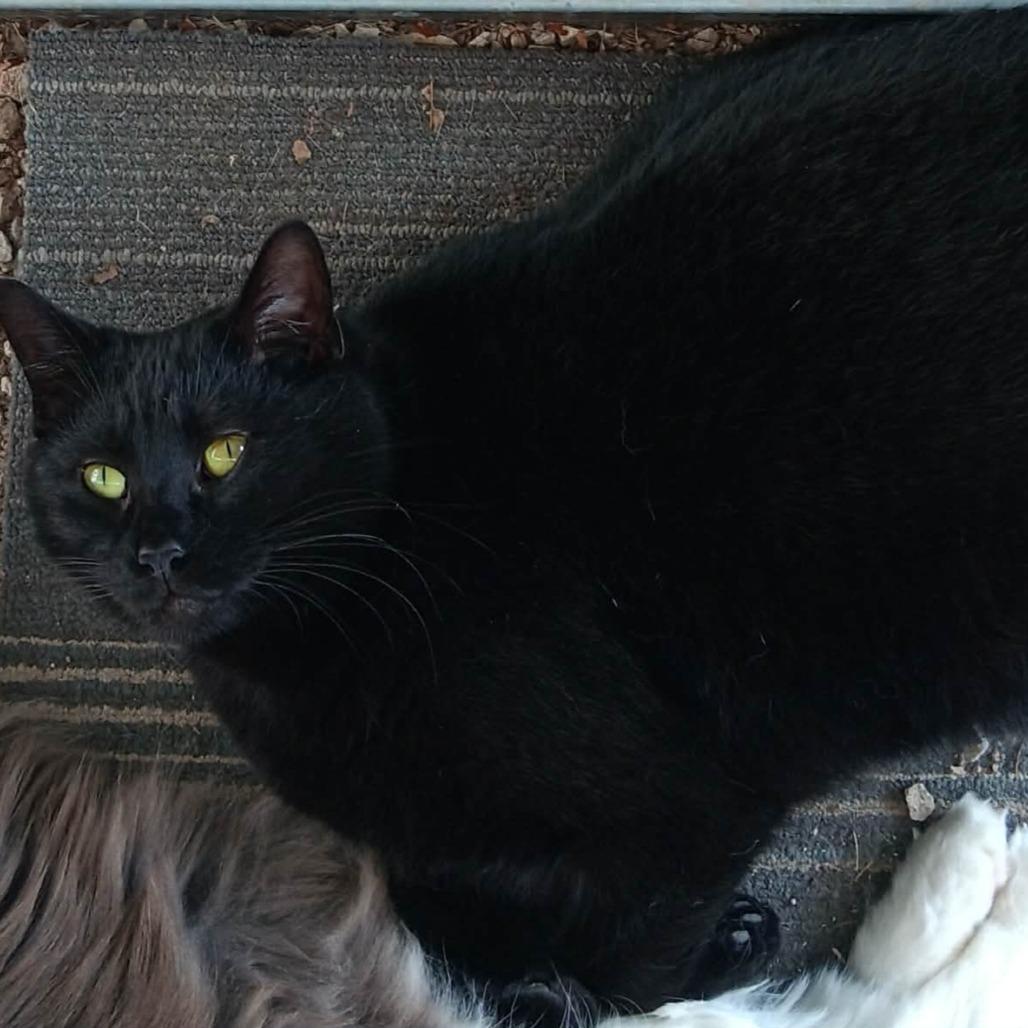 Mickey, Adoptable, Adult Male Domestic Short Hair.