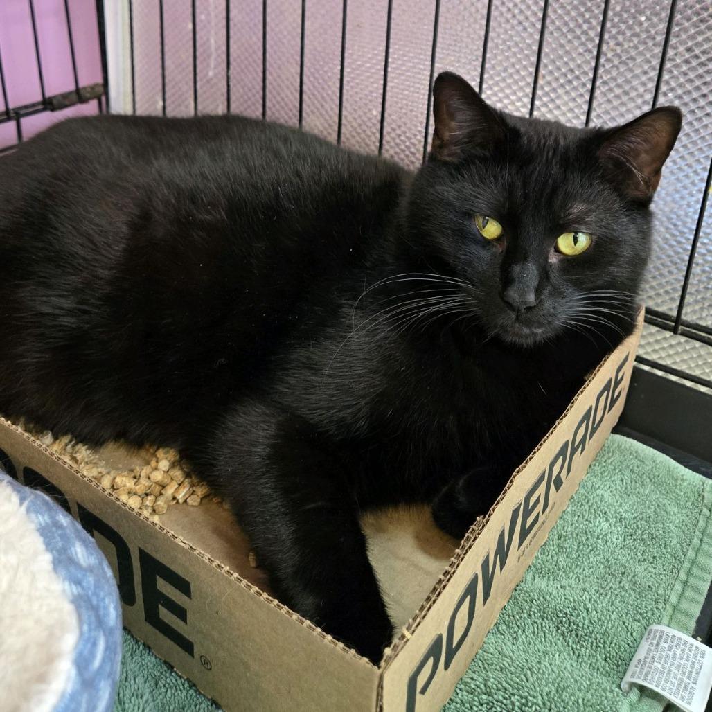 Enlarge Mickey, a Adoptable Domestic Short Hair in Branson, MO image 2/6
