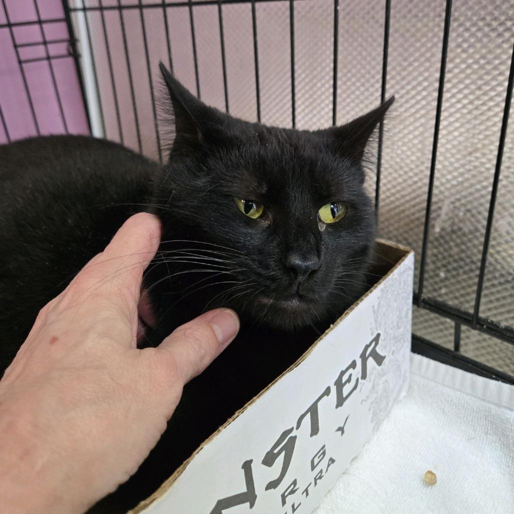 Enlarge Mickey, a Adoptable Domestic Short Hair in Branson, MO image 3/6