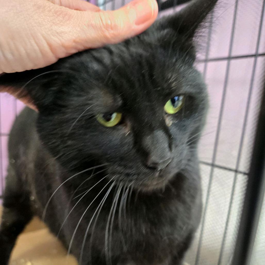 Enlarge Mickey, a Adoptable Domestic Short Hair in Branson, MO image 4/6