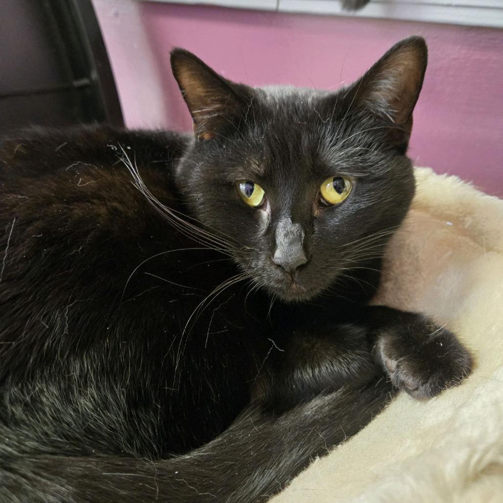 Enlarge Mickey, a Adoptable Domestic Short Hair in Branson, MO image 2/3