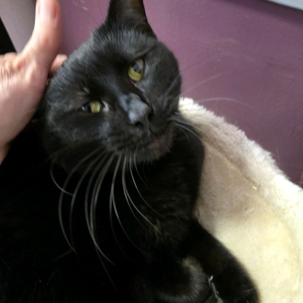 Enlarge Mickey, a Adoptable Domestic Short Hair in Branson, MO image 3/3