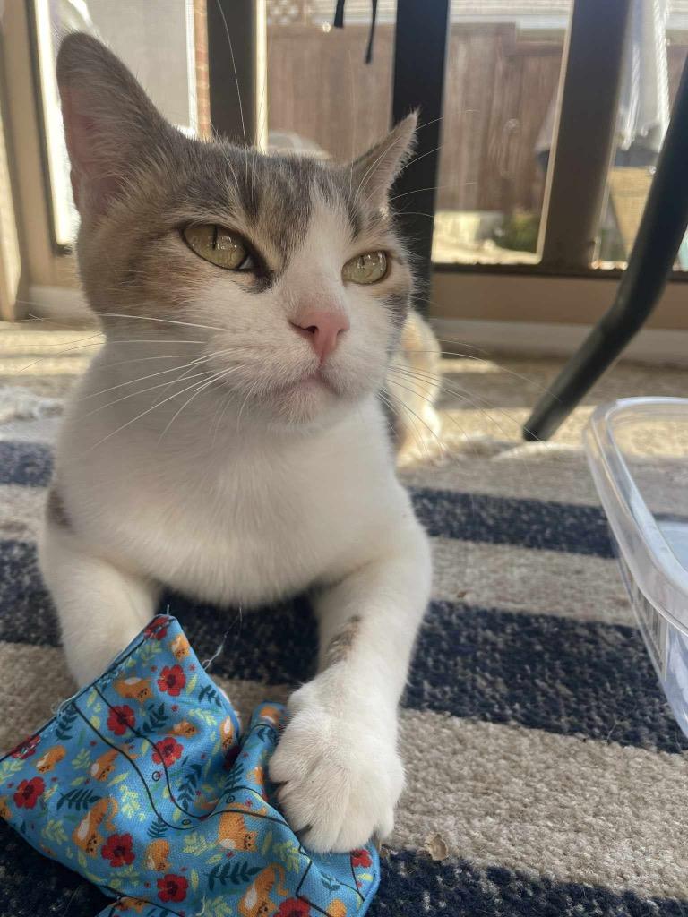 Sydney (Patti Cakes), a Adoptable British Shorthair in Lewisville, TX image 1/6