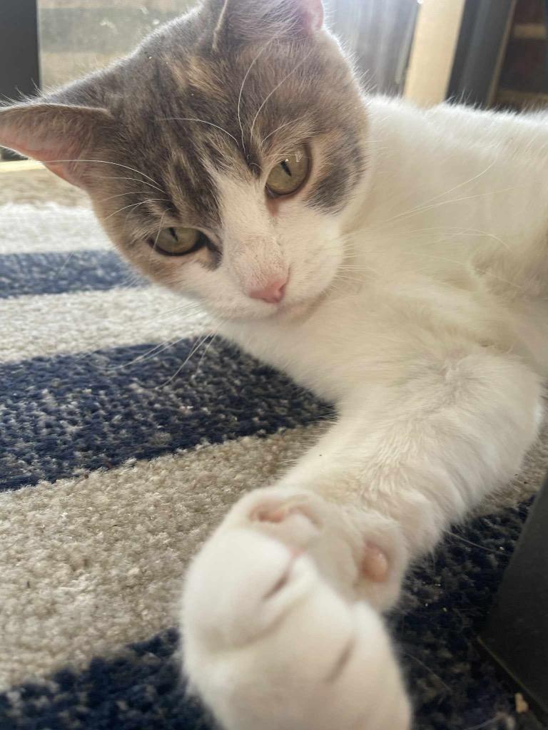 Sydney (Patti Cakes), a Adoptable British Shorthair in Lewisville, TX image 2/6