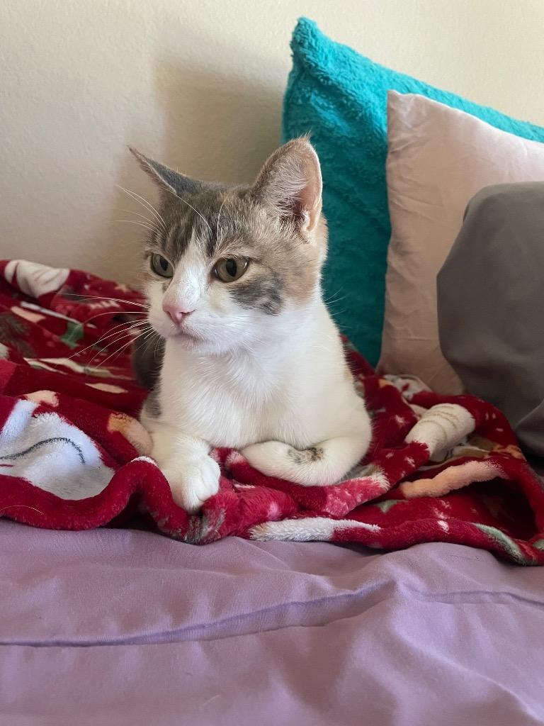 Sydney (Patti Cakes), a Adoptable British Shorthair in Lewisville, TX image 3/6