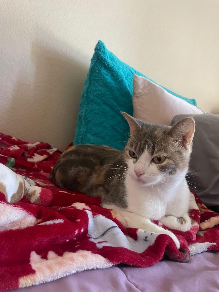 Sydney (Patti Cakes), a Adoptable British Shorthair in Lewisville, TX image 4/6