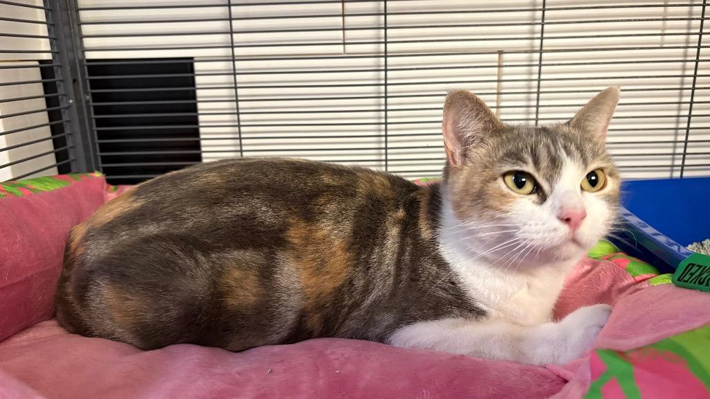 Sydney (Patti Cakes), a Adoptable British Shorthair in Lewisville, TX image 6/6