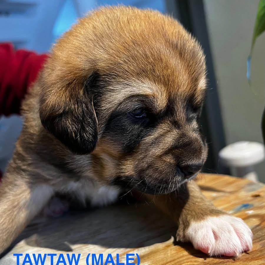 Tawtaw (20260113-01)