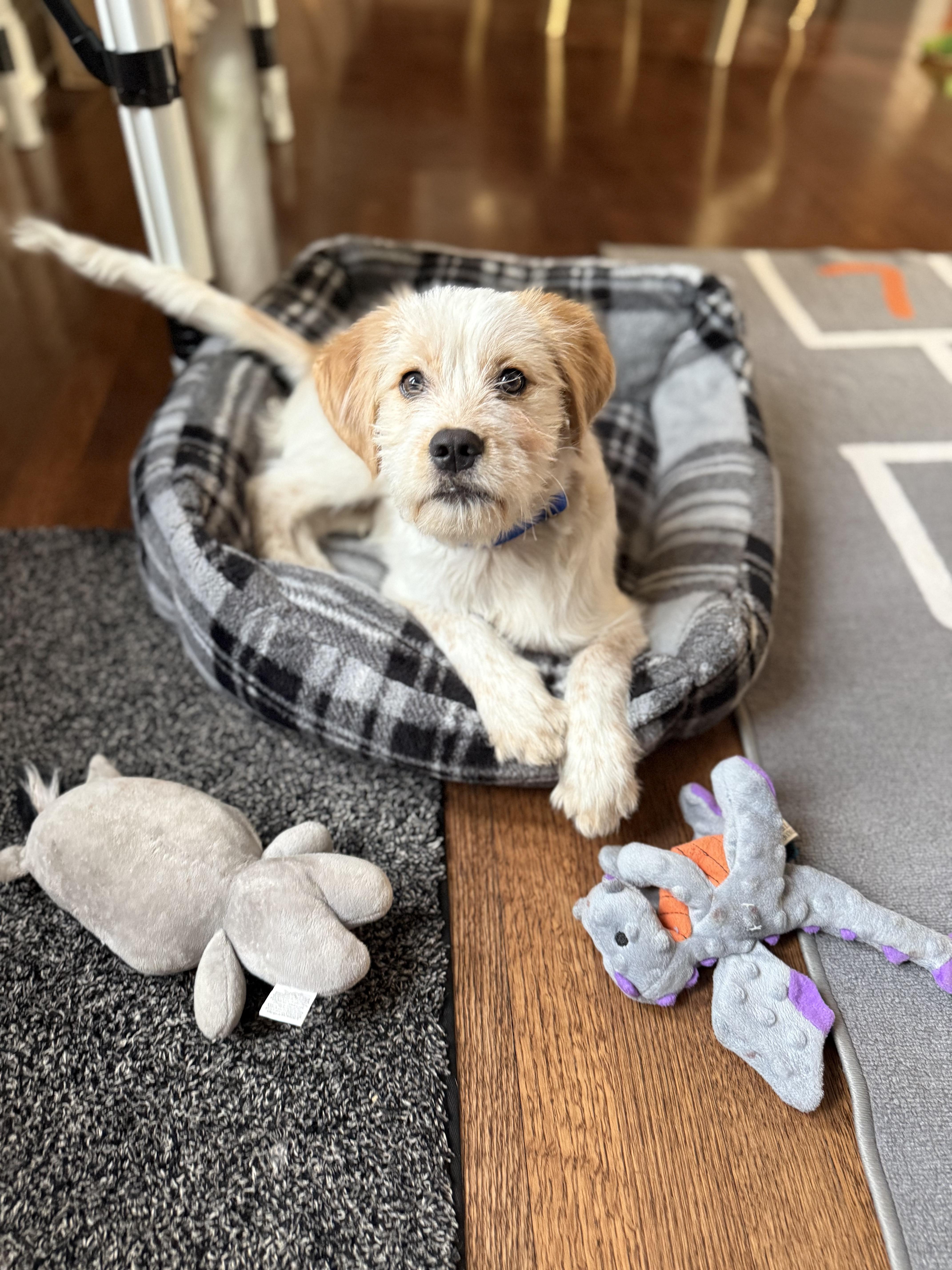 Enlarge Otto, a ADOPTABLE mixed breed in Hoffman Estates, IL image 1/3