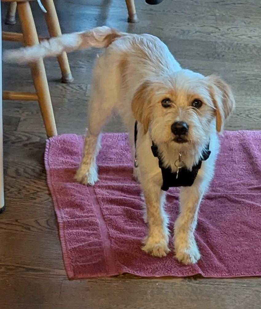 Enlarge Otto, a ADOPTABLE mixed breed in Hoffman Estates, IL image 2/3