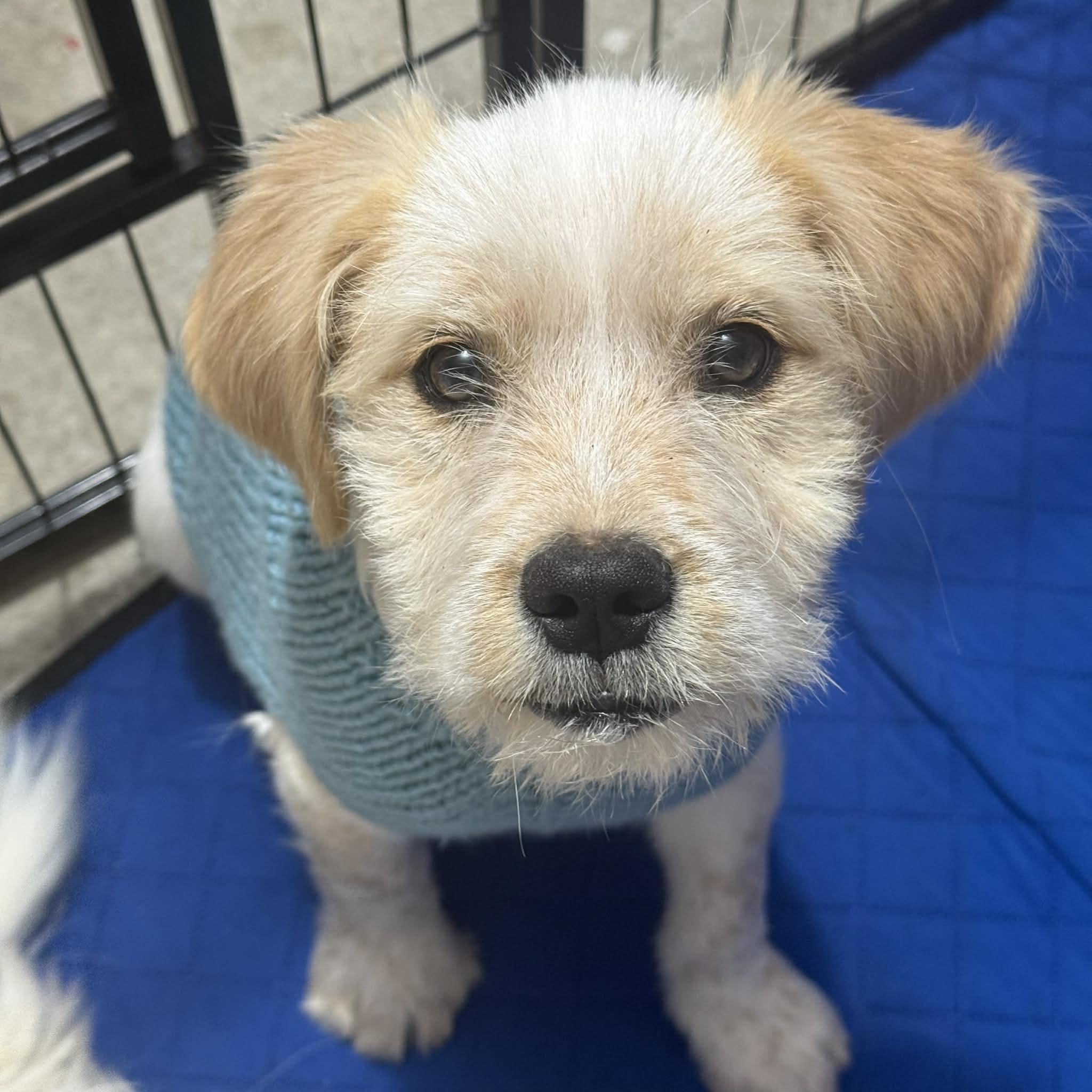 Enlarge Otto, a ADOPTABLE mixed breed in Hoffman Estates, IL image 2/2