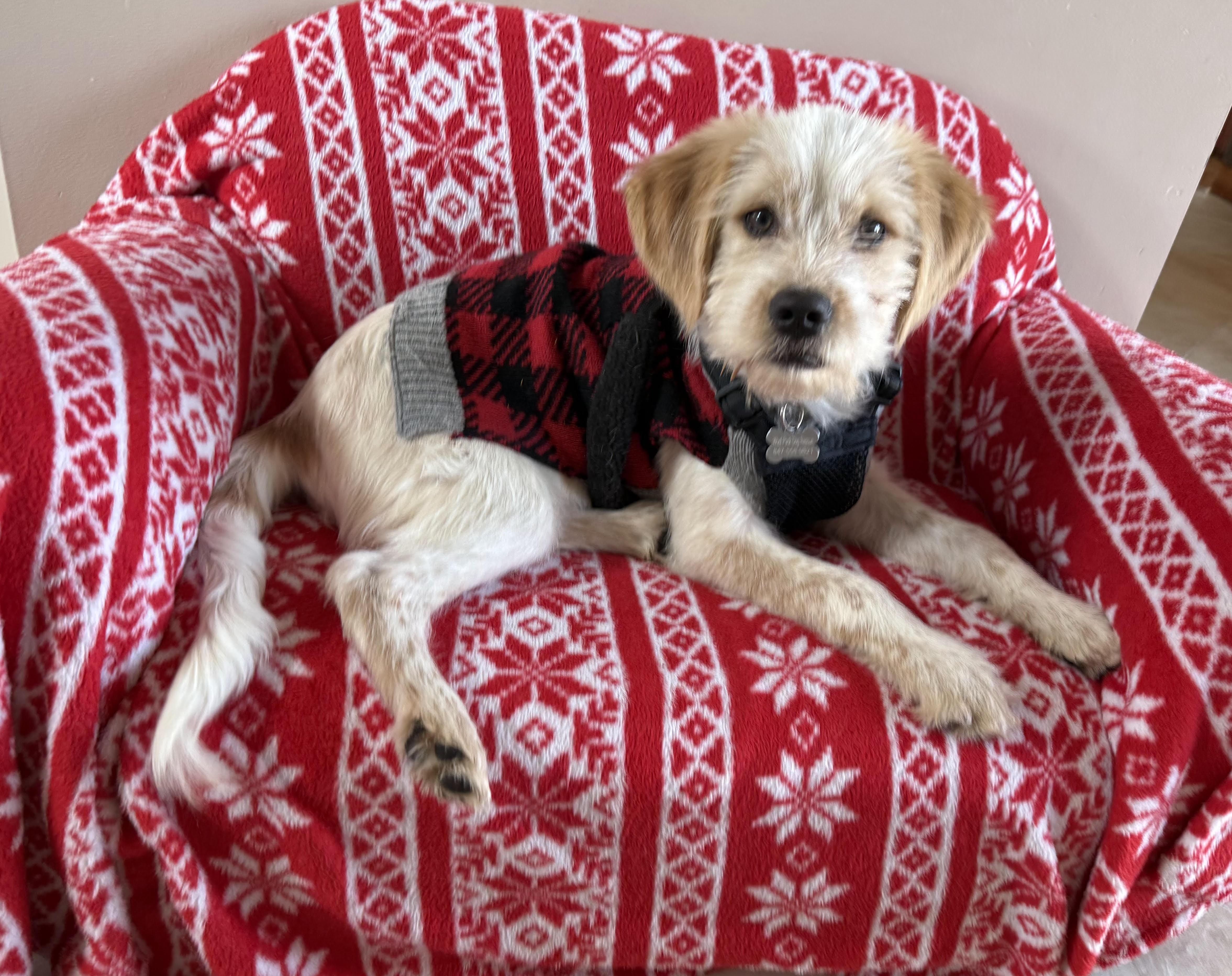 Enlarge Otto, a ADOPTABLE mixed breed in Hoffman Estates, IL image 1/2