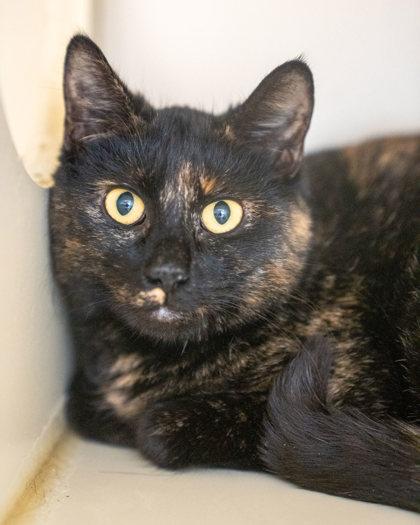 Chow, Adoptable, Adult Female Domestic Short Hair & Domestic Short Hair.