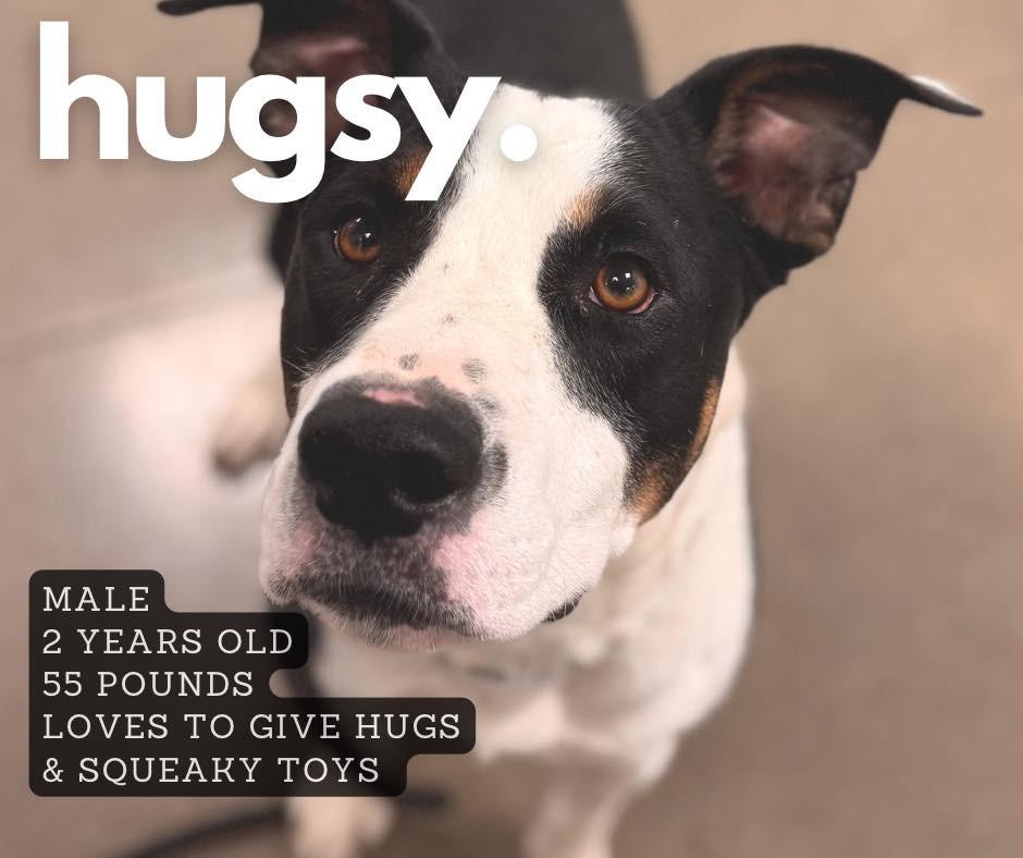 Hugsy, Adoptable, Adult Male Staffordshire Bull Terrier.