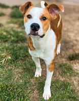 Skai, Adoptable, Young Male Labrador Retriever.