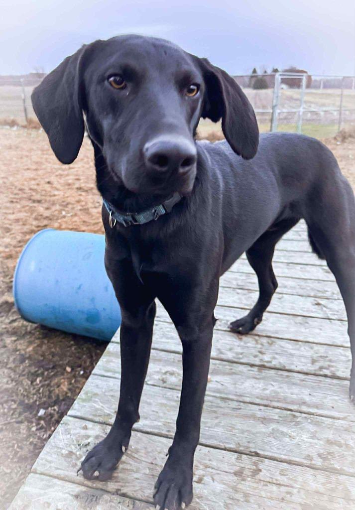 Conan, Adoptable, Young Male Hound & Labrador Retriever.