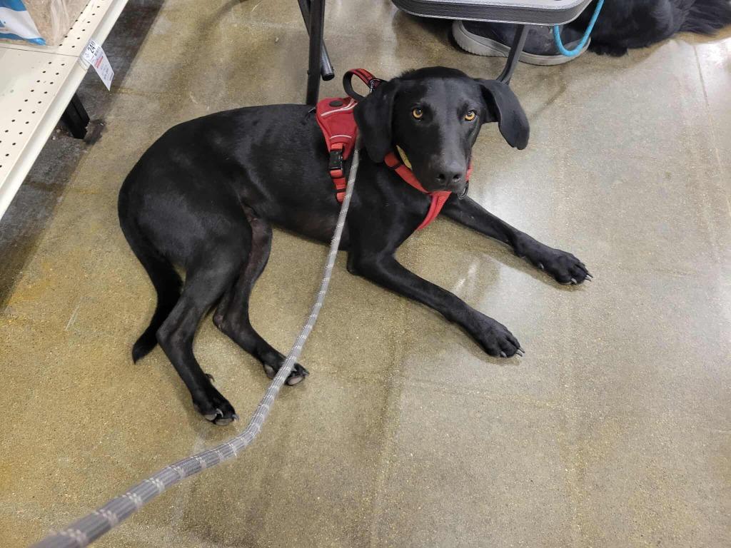 Enlarge Conan, a Adoptable mixed breed in sun prairie, WI image 1/6