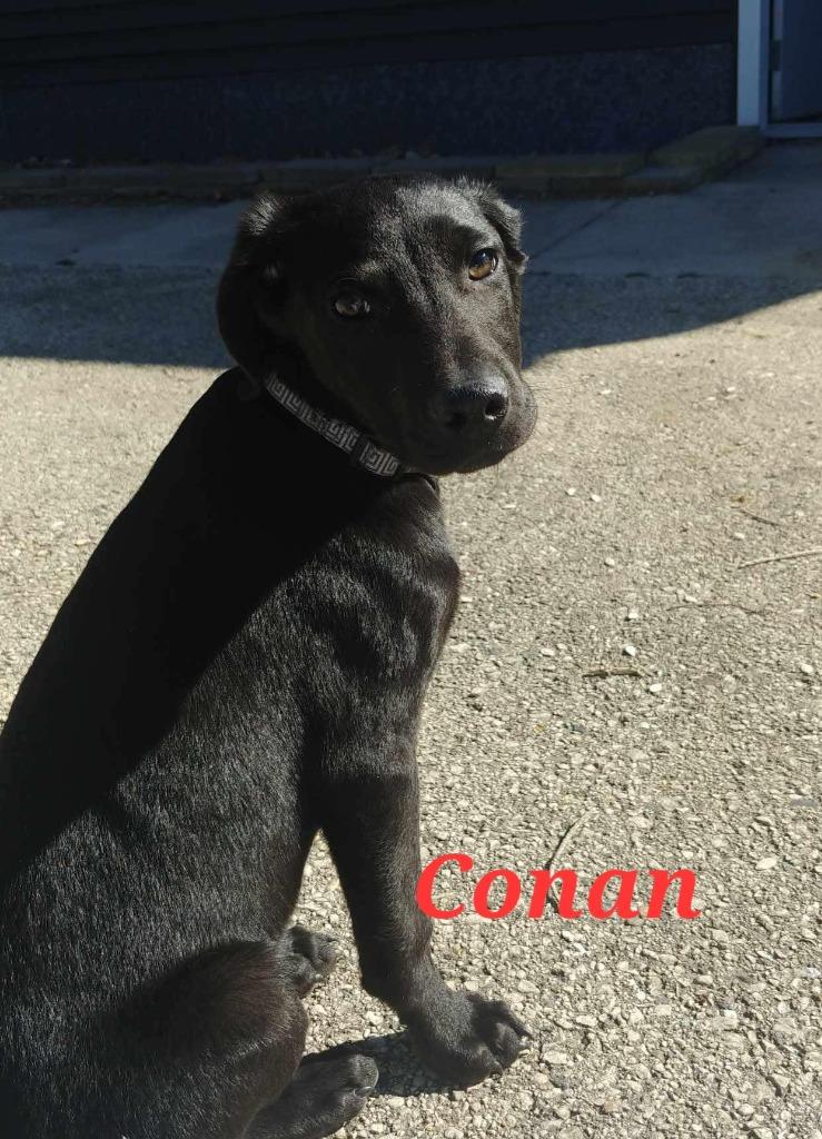 Enlarge Conan, a Adoptable mixed breed in sun prairie, WI image 2/6
