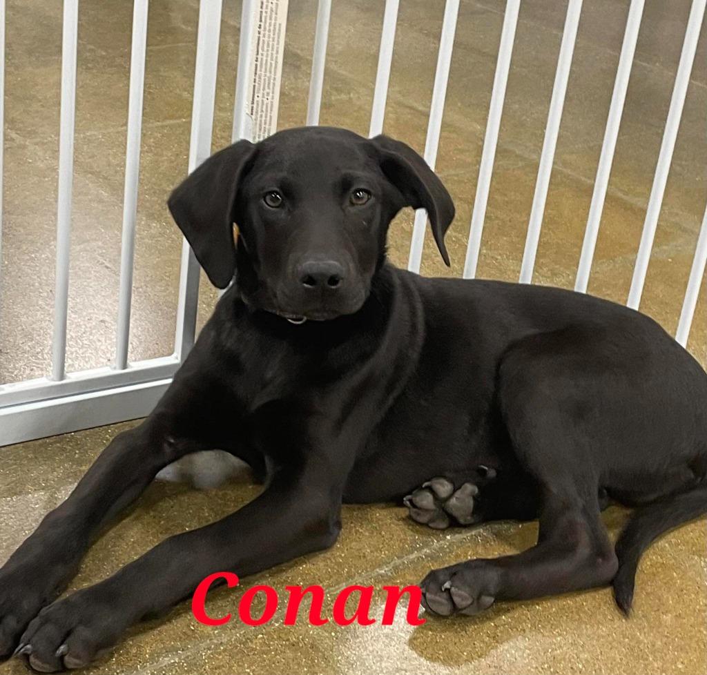 Enlarge Conan, a Adoptable mixed breed in sun prairie, WI image 2/6