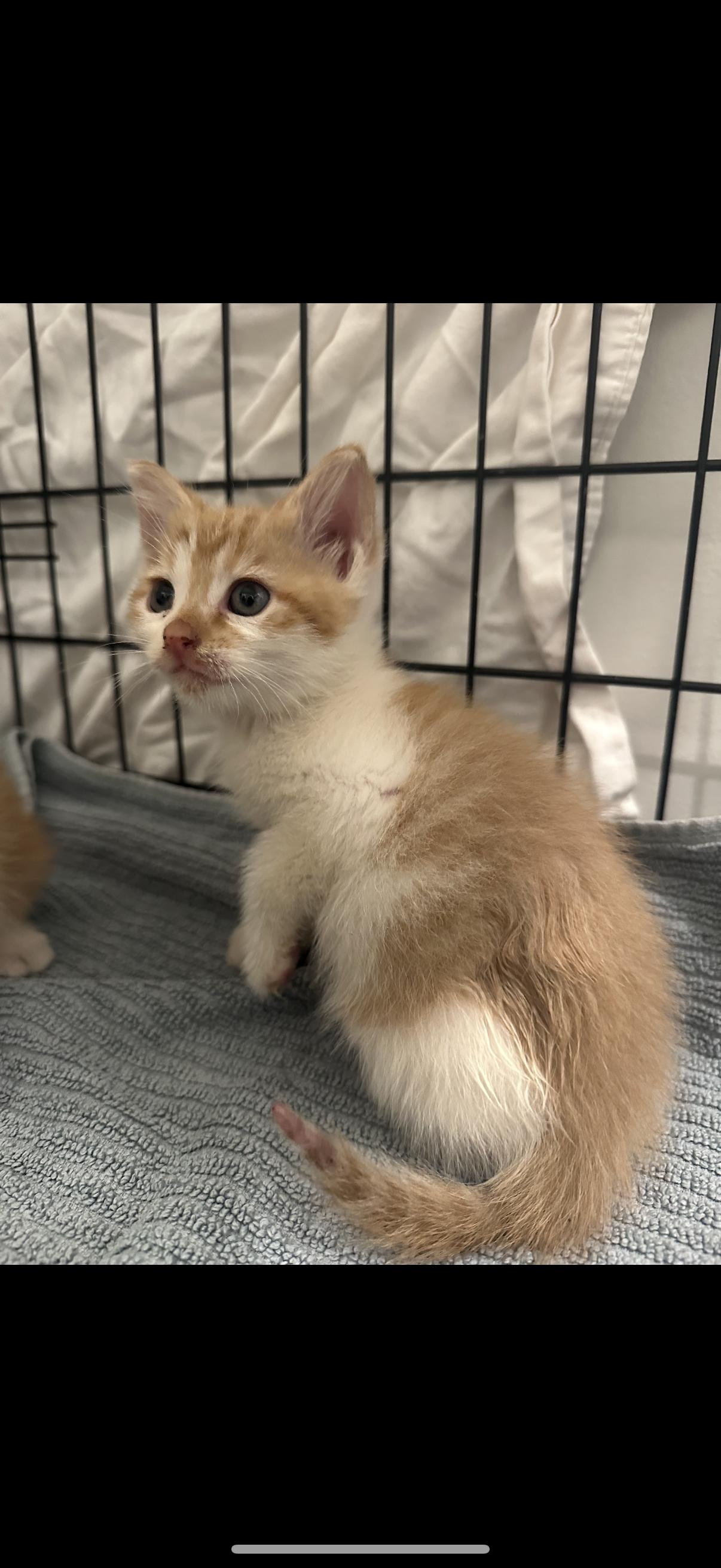 Spring, Adopted, Kitten Female Domestic Short Hair.