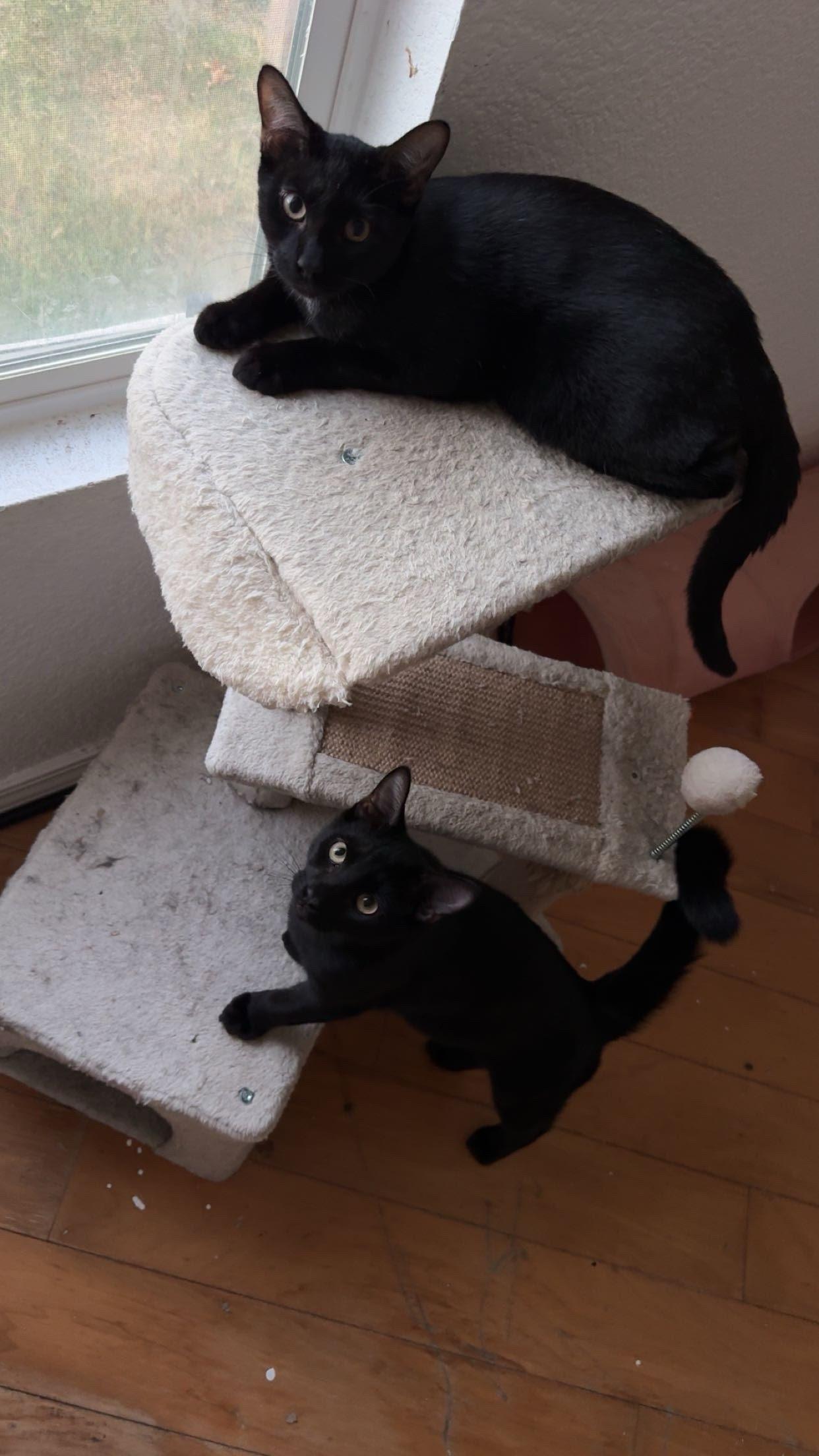 Enlarge Ghost, a Adoptable Domestic Short Hair in Elk Grove, CA image 2/3