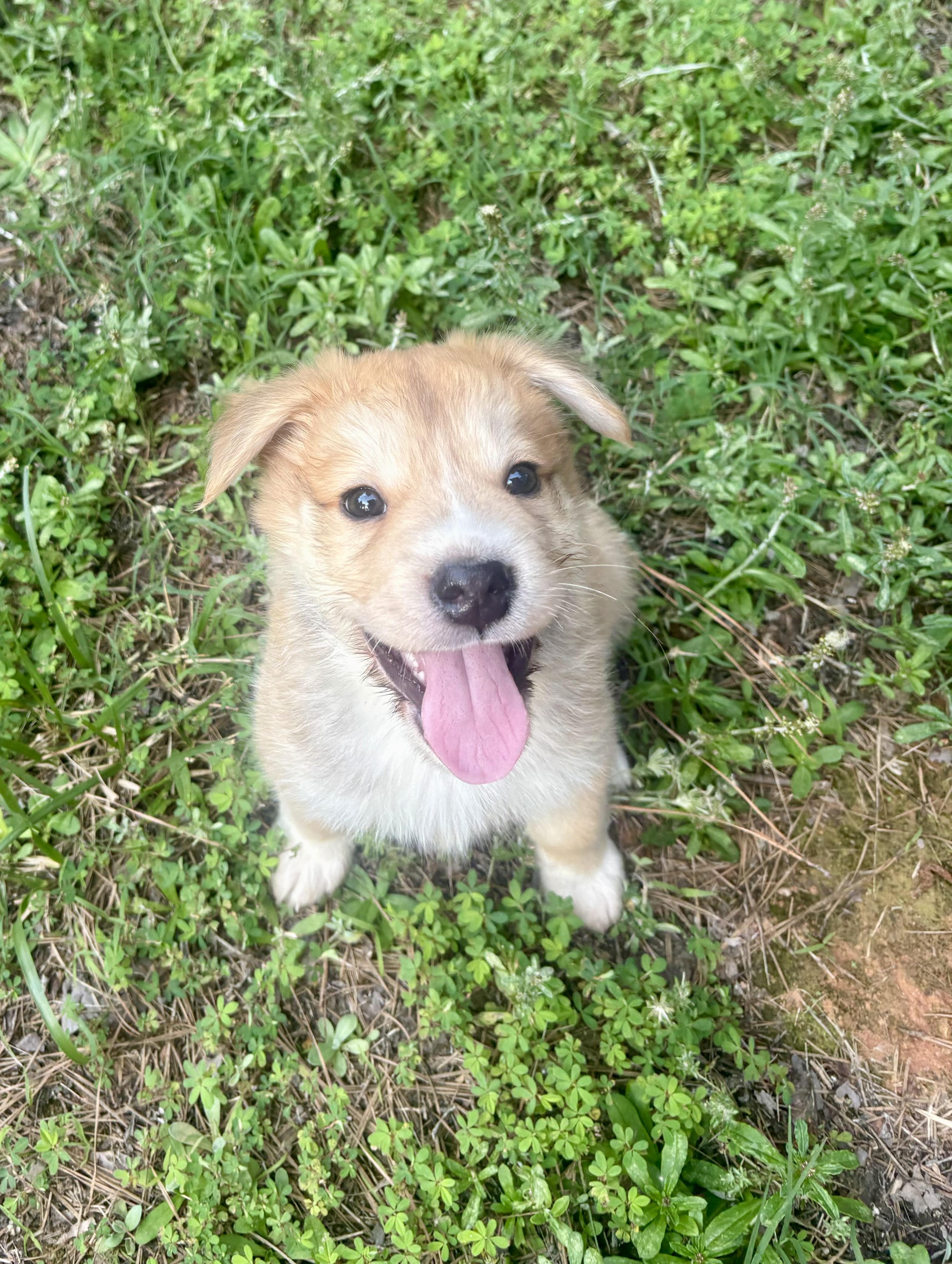 Austin, ADOPTABLE, Puppy Male Retriever & Collie.