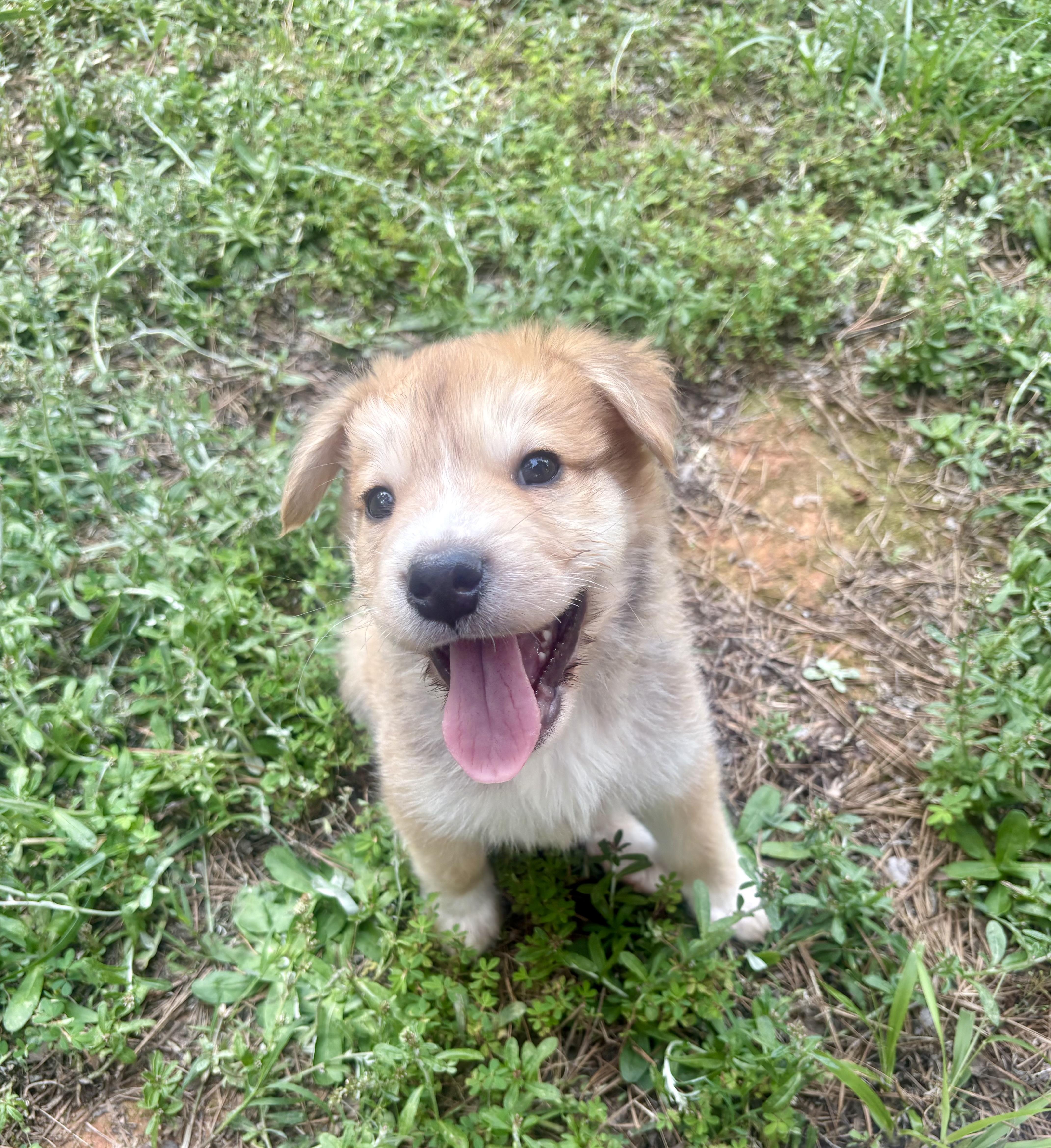 Austin, a ADOPTABLE mixed breed in Waxhaw, NC image 6/6