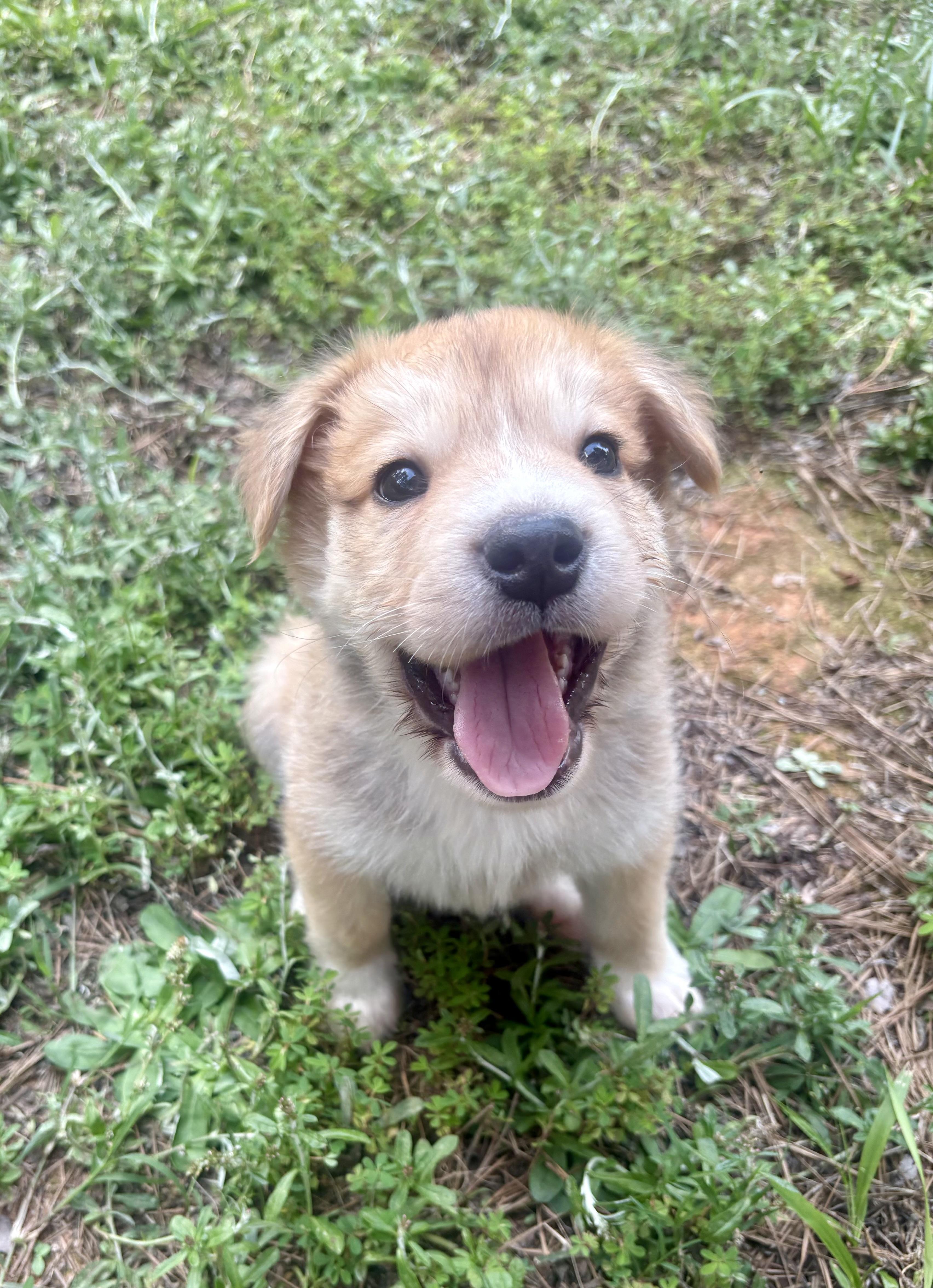 Austin, a ADOPTABLE mixed breed in Waxhaw, NC image 3/6