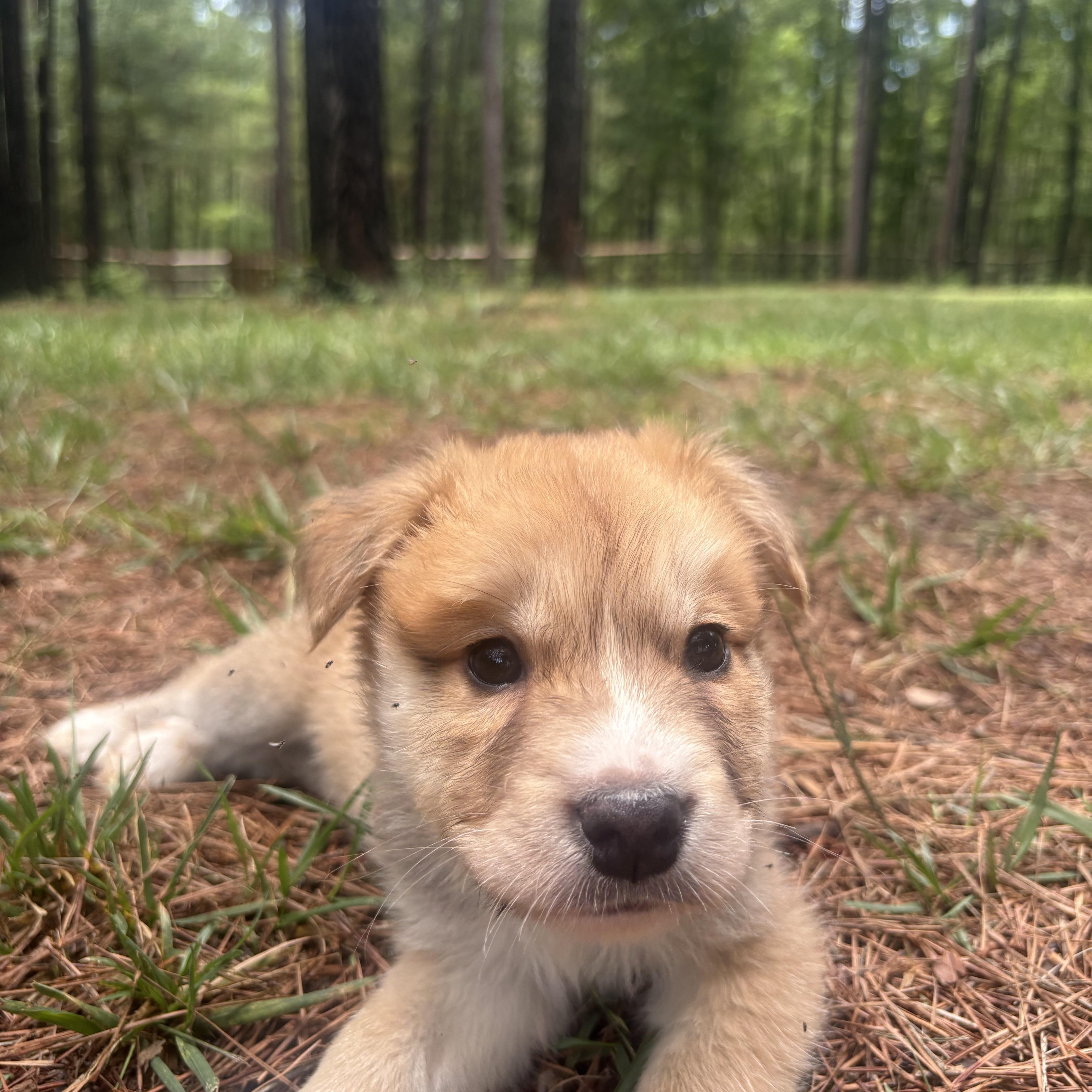 Austin, a ADOPTABLE mixed breed in Waxhaw, NC image 5/6
