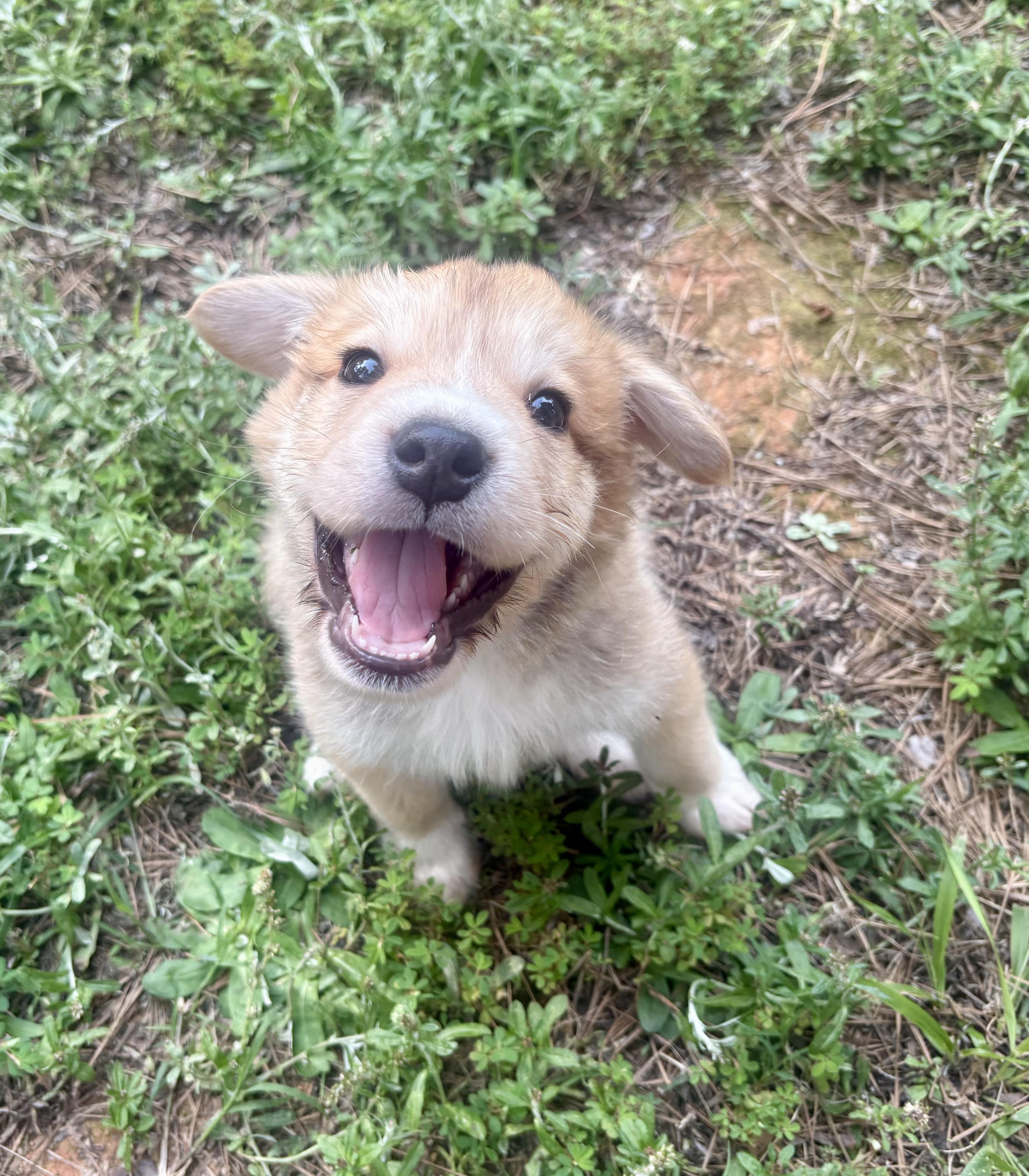 Austin, a ADOPTABLE mixed breed in Waxhaw, NC image 2/6