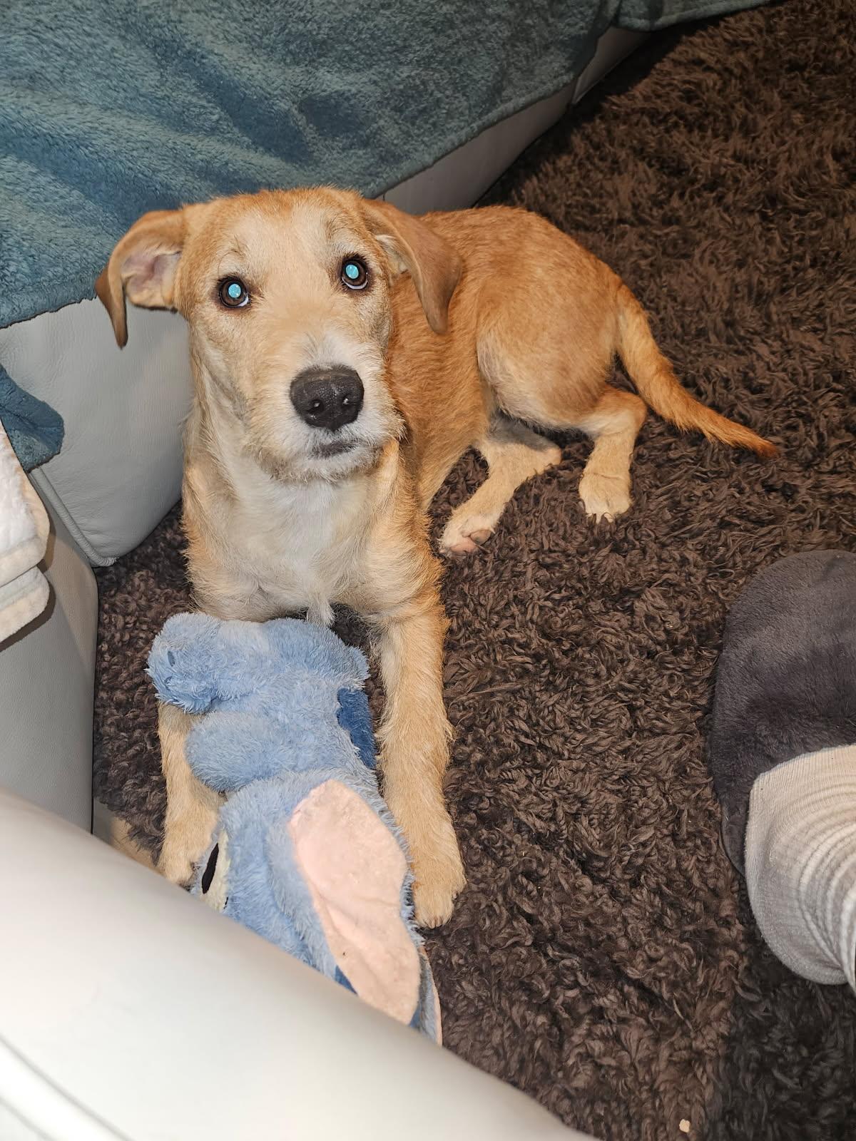 Enlarge Sunny/ Enzo, a Adopted mixed breed in Phoenix, AZ image 1/6